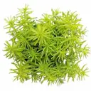 Golden Sedum Plant – image 1