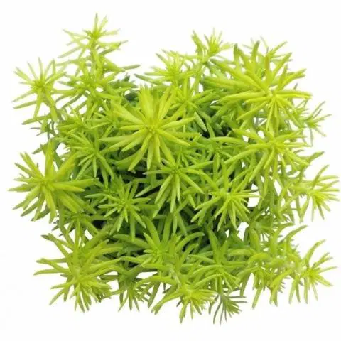 Golden Sedum Plant