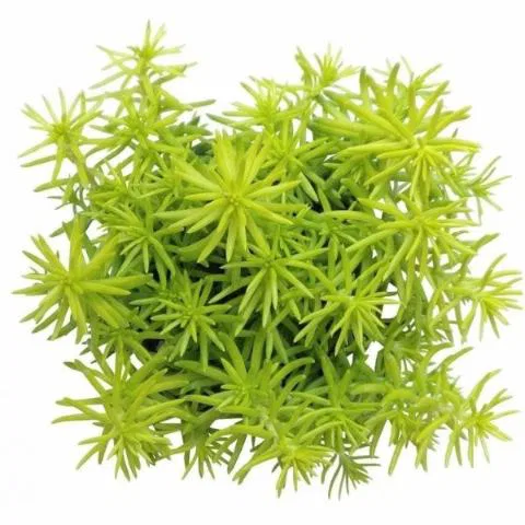 Golden Sedum Plant