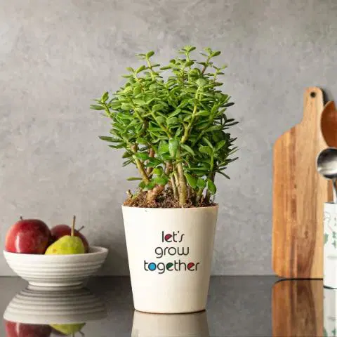 Grow Together Jade Mini Plant
