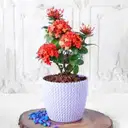 Ixora Flower Plant in Textured Plastic Planter – image 1