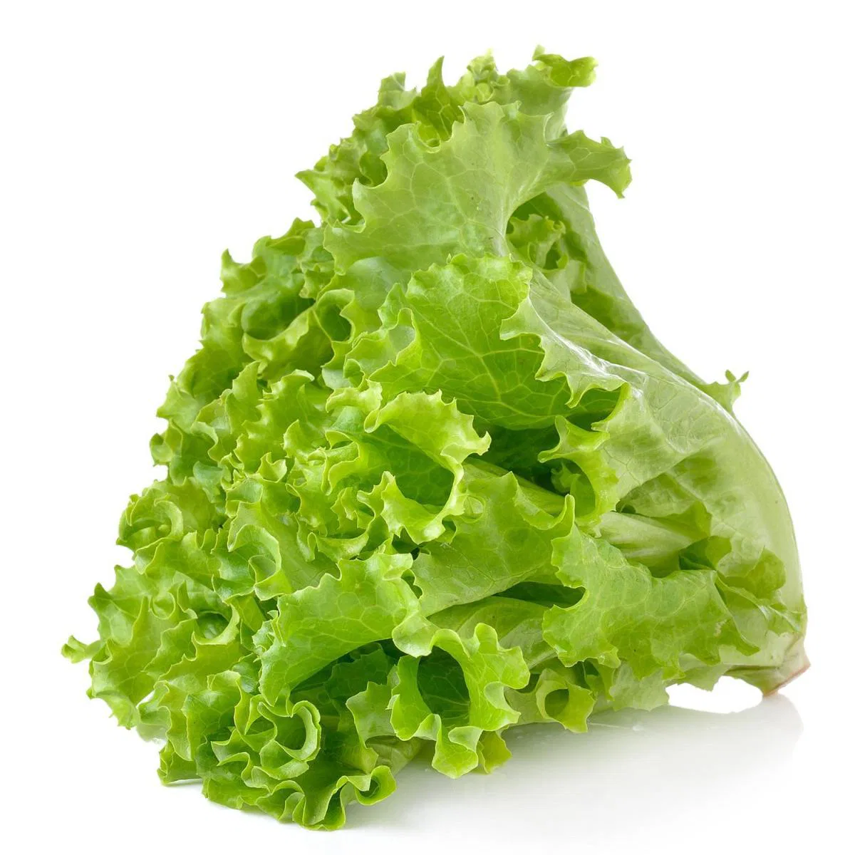Lettuce Green
