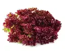 Lettuce Red – image 1