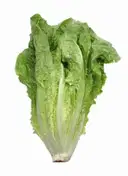 Lettuce Romaine – image 1