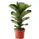 Love Greens Fiddle Leaf Fig Plant Bambino Large – image 1