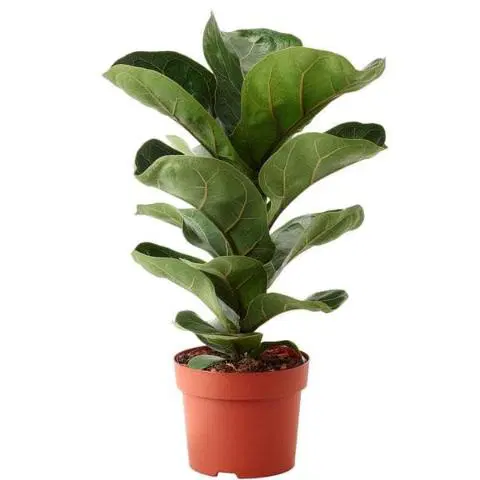Love Greens Fiddle Leaf Fig Plant Bambino Large