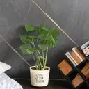 Love Grow Bloom Monstera Deliciosa Plant – image 1