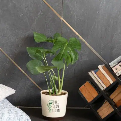 Love Grow Bloom Monstera Deliciosa Plant