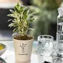 Love Grows Deep Ficus Prestige – image 1
