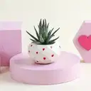 Lovely Haworthia Plant in a Cute Vase – image 1