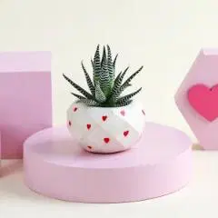Lovely Haworthia Plant in a Cute Vase