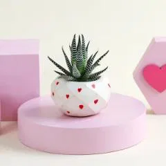 Lovely Haworthia Plant in a Cute Vase