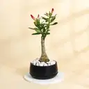 Lucky Adenium Plant With Black Planter – image 1