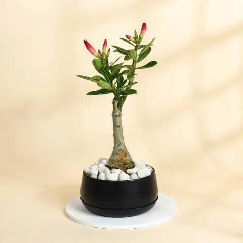 Lucky Adenium Plant With Black Planter