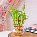 Lucky Bamboo In Mini Bowl Glass Vase – image 1