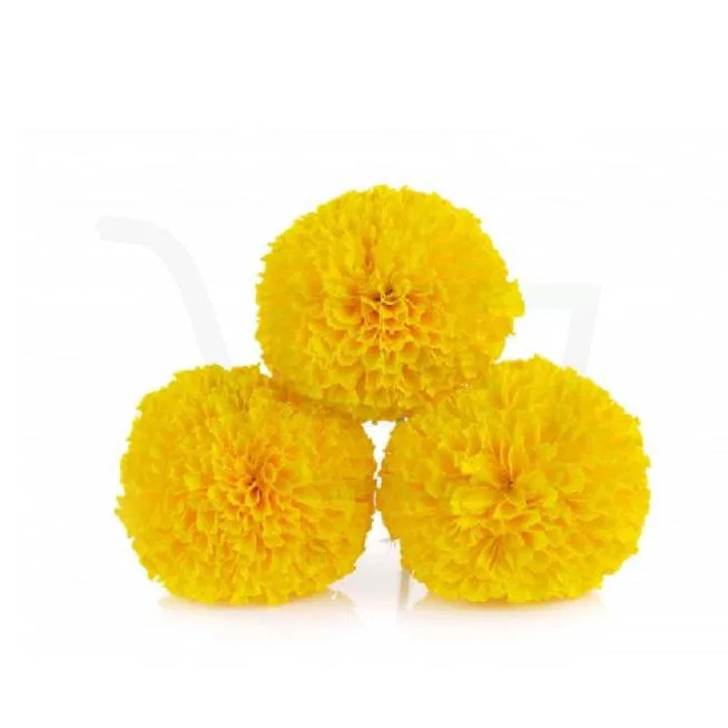 Mari Gold Flower Yellow