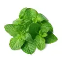 Mint Leaves – image 1