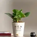 Nurture With Love Peperomia Green Plant – image 1