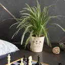Nurture with Love Chlorophytum Spider Plant – image 1