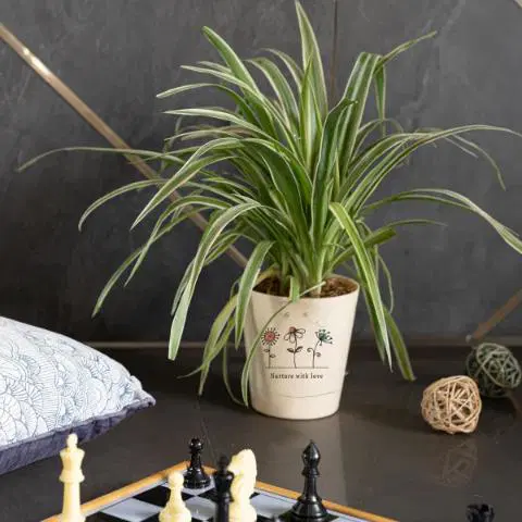 Nurture with Love Chlorophytum Spider Plant