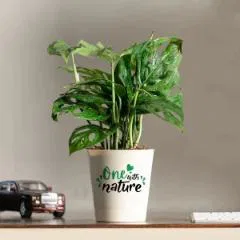 One With Nature Philodendron Broken Heart