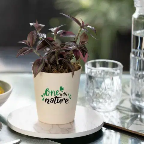 One with Nature Wandering Jew Plant