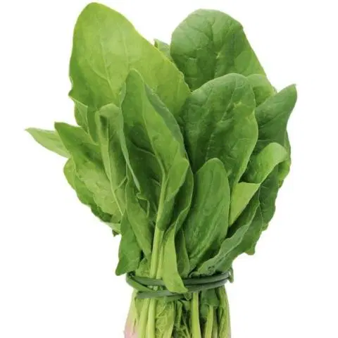 Palak Organically Grown