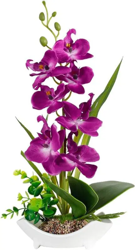 Purple Orchids
