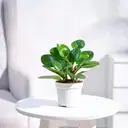 Peperomia Green Plant – image 1