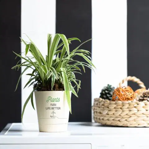 Plants Make Life Better Spider Plant