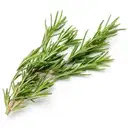 Rosemary – image 1