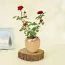Red Rose Wishes Plant – image 1