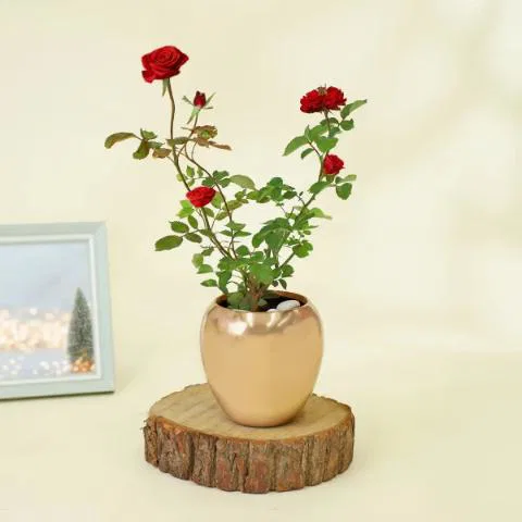Red Rose Wishes Plant