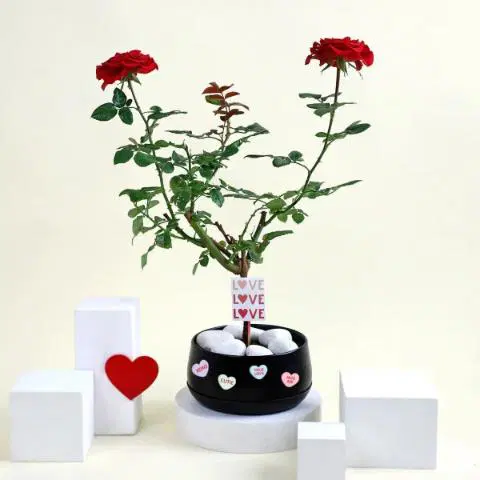Romantic Red Rose Plant with planter
