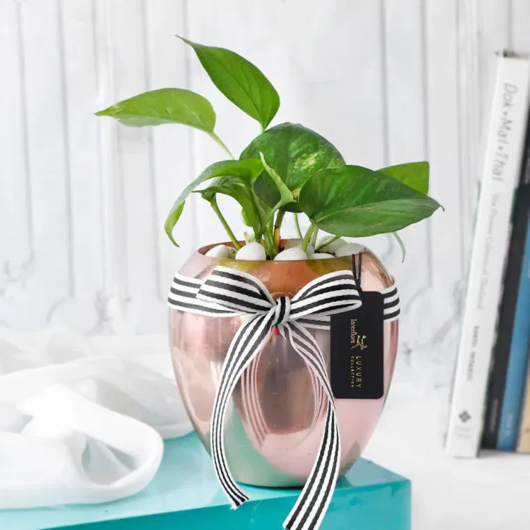 Rose Gold Good Luck Pot