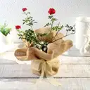 Rose Plant in Jute Wrapping with Planter – image 1