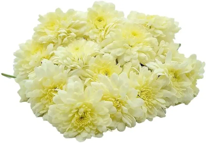Sevanthi Flower