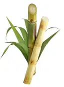 Sugar Cane – image 1
