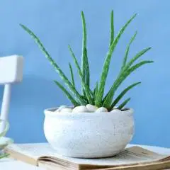 Soothing Aloe Vera Plant