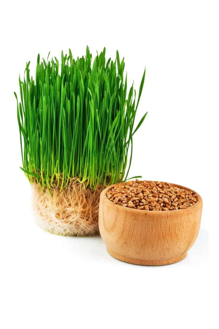 Wheat Grass Organically Grown