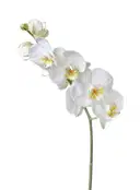 White Orchids – image 1