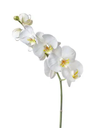 White Orchids