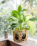 Ajaara Classic Planter Pot – image 1