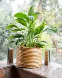 Ajaara Handcrafted Rattan Coiled Planter Pot – image 1