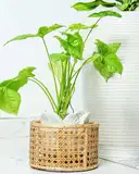 Ajaara Handcrafted Rattan Hanging Planter – image 1