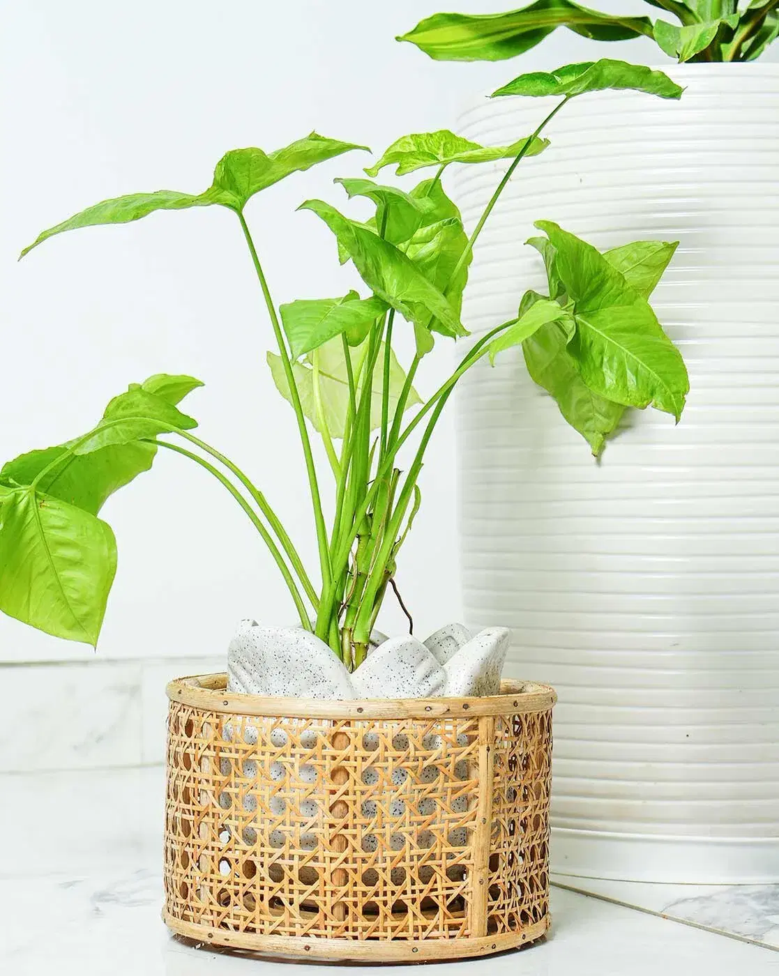 Ajaara Handcrafted Rattan Hanging Planter