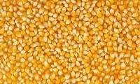 دانية ماش اصفر 400 جرام