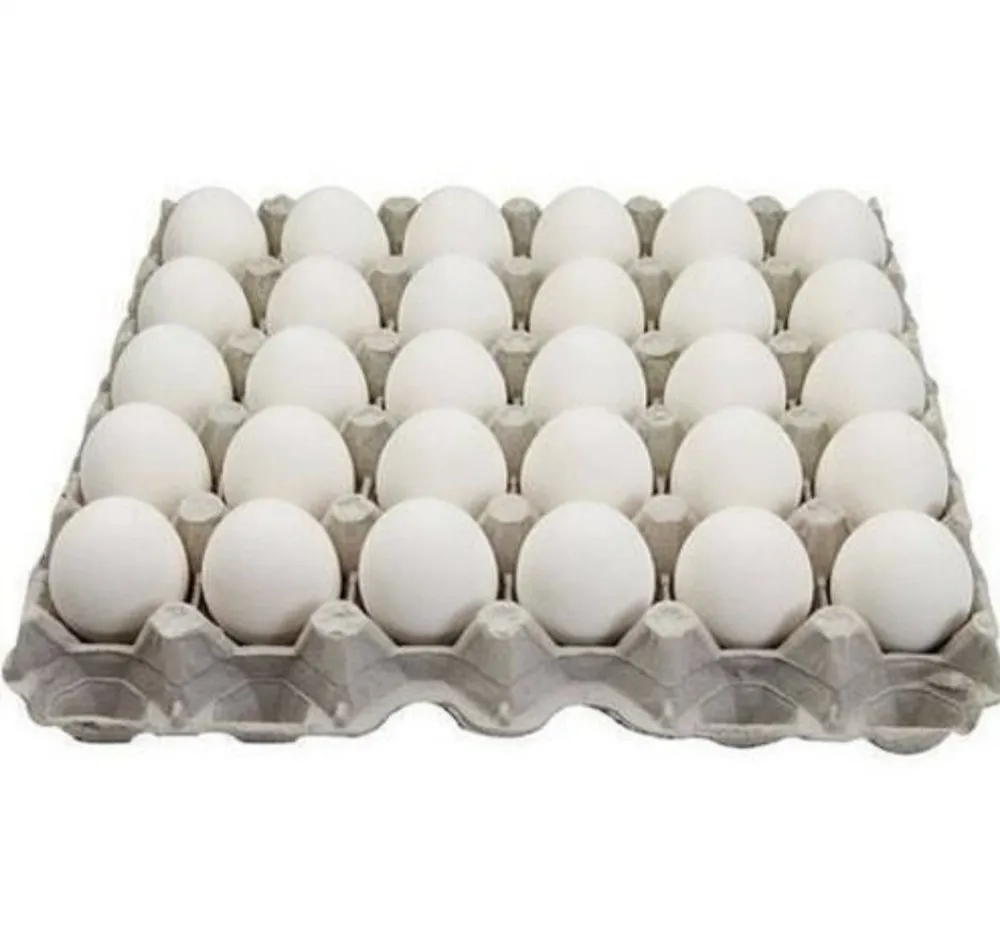 EGG