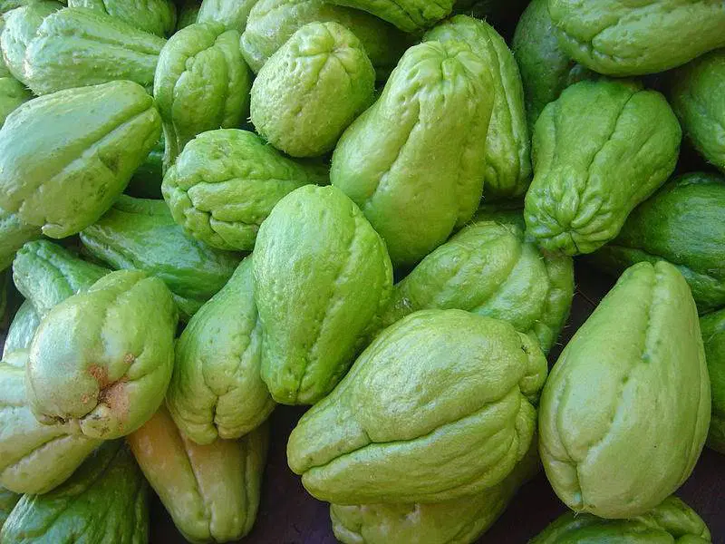 Squash (Chow Chow)