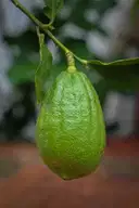 Lemon(Kajinemu) – image 1